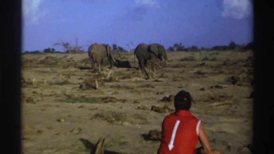 1969 South Africa 8mm frame with two elephants in the midground and a seated person partly visible in the lower right.