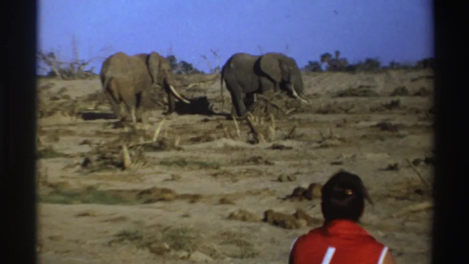 1969 South Africa 8mm frame of two elephants on dry terrain, with the red-shirted seated observer cropped in the foreground.