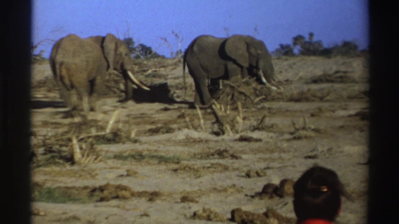 Two elephants on dry open land with a viewer partly visible in the foreground.