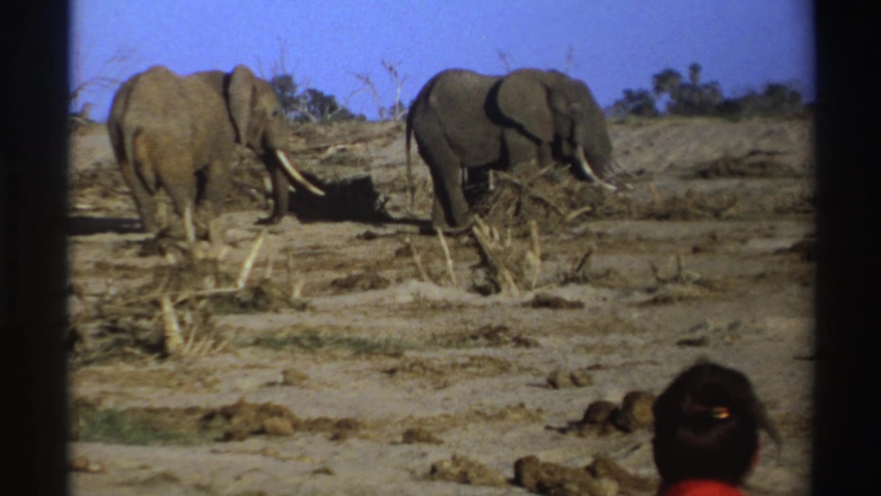 Two elephants walk across dry terrain with a viewer's head near the lower edge.