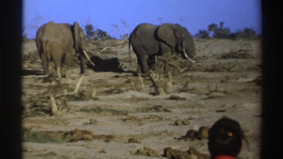 1969 South Africa 8mm frame showing two elephants among sparse brush, with a person watching from the lower right foreground.