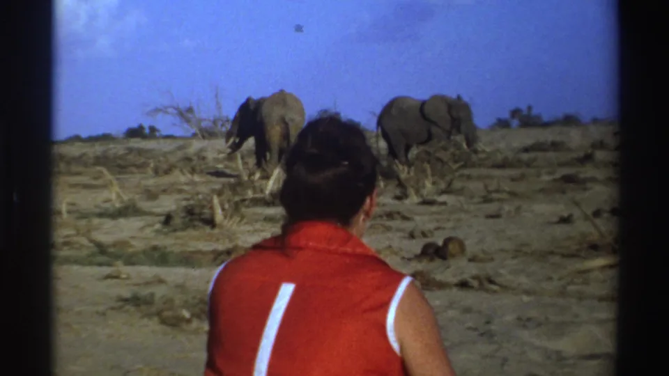 1969 South Africa home-movie frame with a person in a red sleeveless top facing two elephants on dry open land.