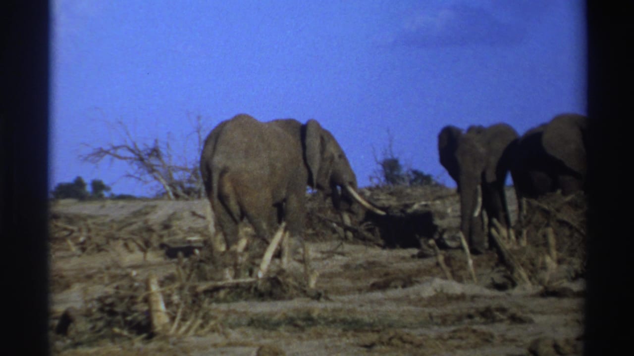 1969 South Africa 8mm frame showing elephants in a dry open landscape with tusks, sparse scrub, and dark film borders.