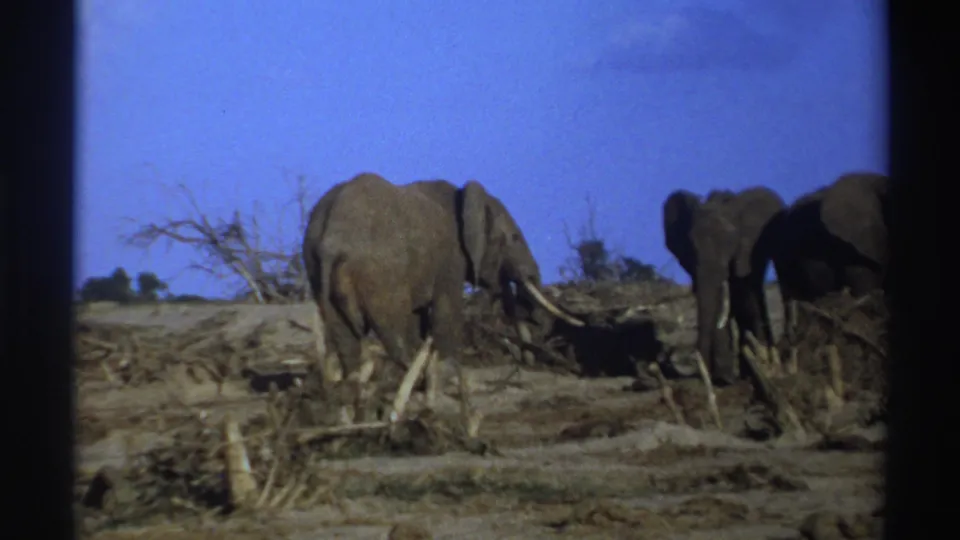 1969 South Africa 8mm frame showing elephants in a dry open landscape with tusks, sparse scrub, and dark film borders.