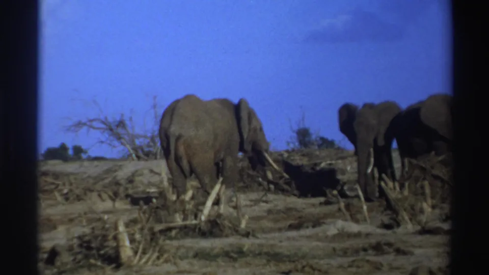 1969 South Africa 8mm frame with elephants partly framed by dark borders, standing near scrub and branches beneath a clear sky.