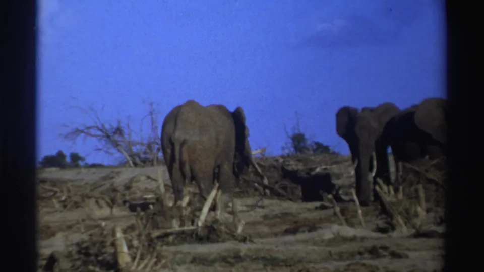 1969 South Africa 8mm frame showing elephants with tusks near dry branches and sparse vegetation, bordered by the film frame.