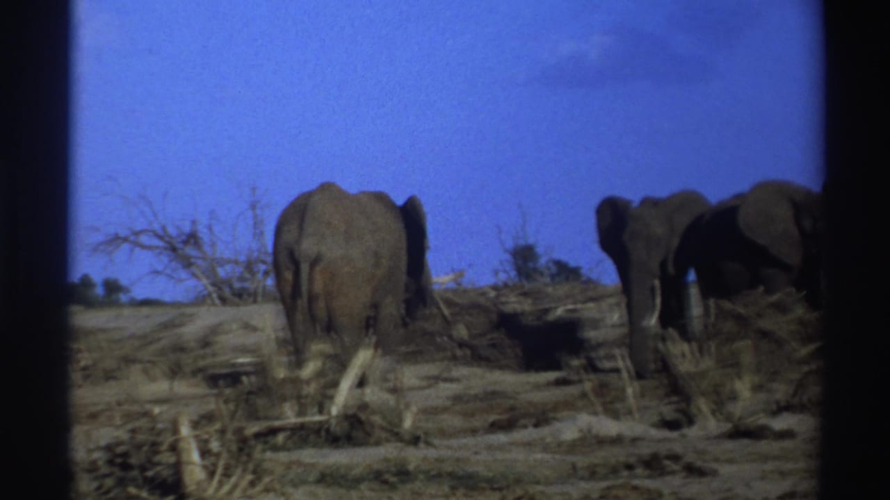 1969 South Africa 8mm frame showing elephants from behind and side angles in a dry, sparsely vegetated field.