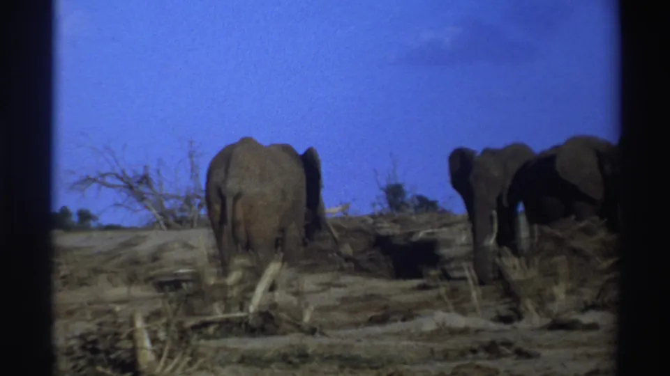 1969 South Africa 8mm frame showing elephants from behind and side angles in a dry, sparsely vegetated field.