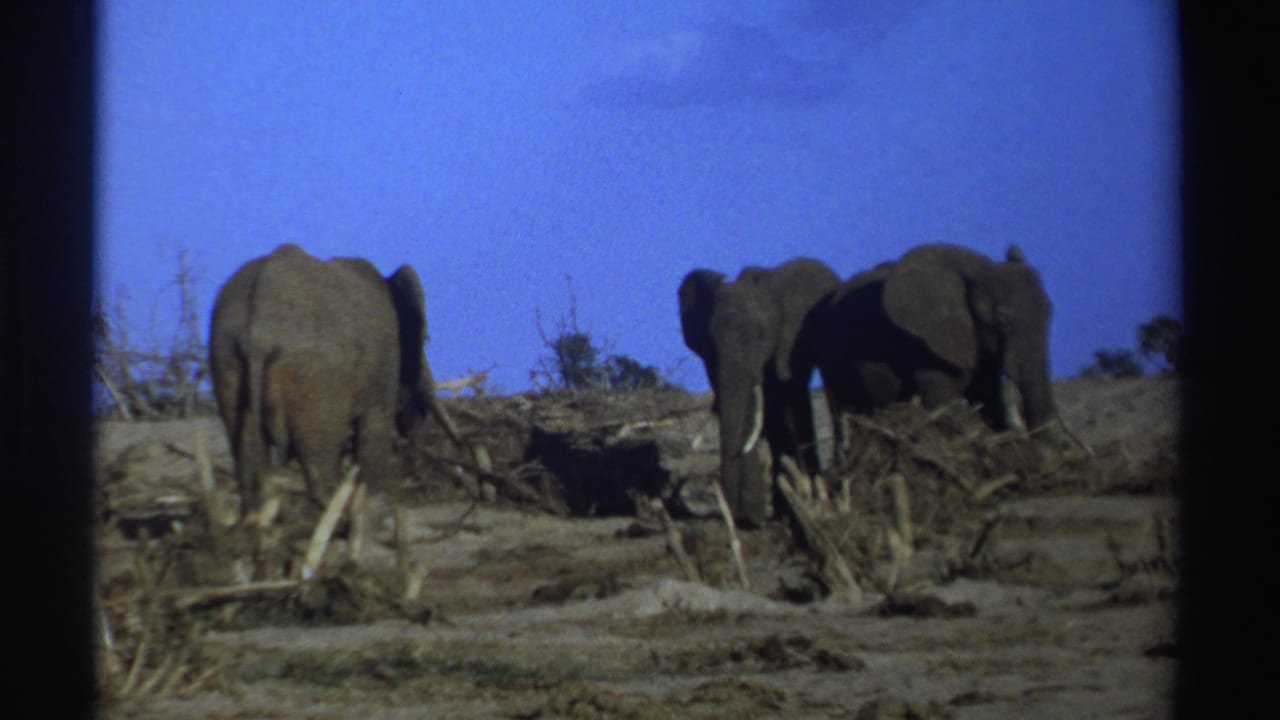 Elephants cluster near dry brush in an open field with blue sky above.