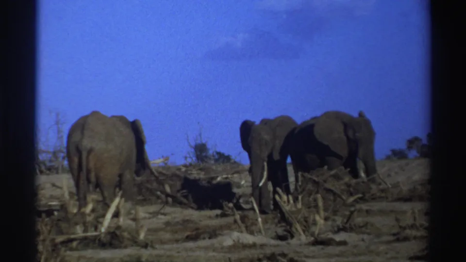8mm home-movie frame from 1969 South Africa showing elephants standing in a dry field with brush and stumps nearby.