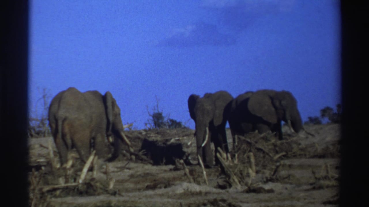 1969 South Africa 8mm frame showing three elephants among brush and fallen branches in a dry open landscape.