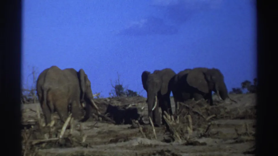 1969 South Africa 8mm frame showing three elephants among brush and fallen branches in a dry open landscape.