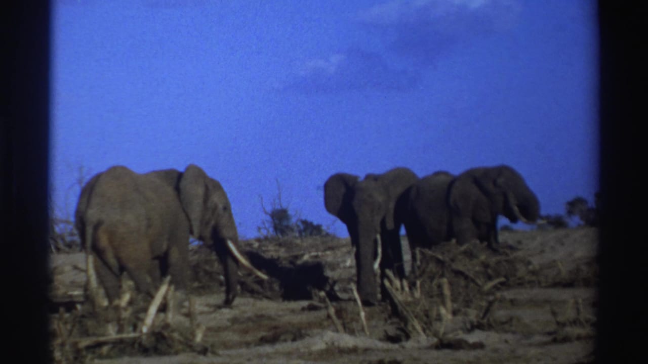 Three elephants move near brush and fallen wood on open dry terrain.