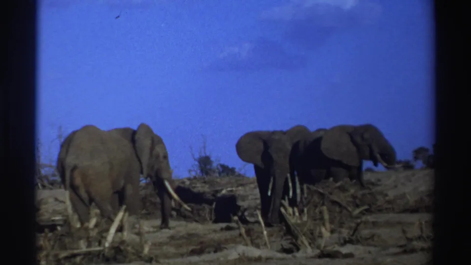 1969 South Africa 8mm frame showing elephants grouped near fallen branches in a sparse savanna setting.
