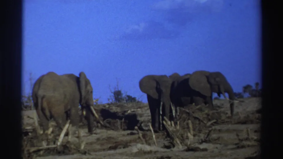 1969 South Africa frame of three elephants moving across dry terrain, with tusks, scrub, and home-movie film edges visible.