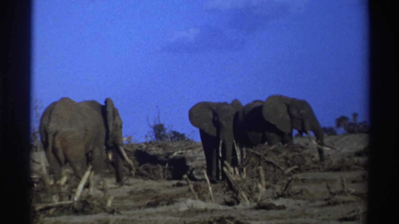Elephants remain grouped on dusty terrain with brush behind them.