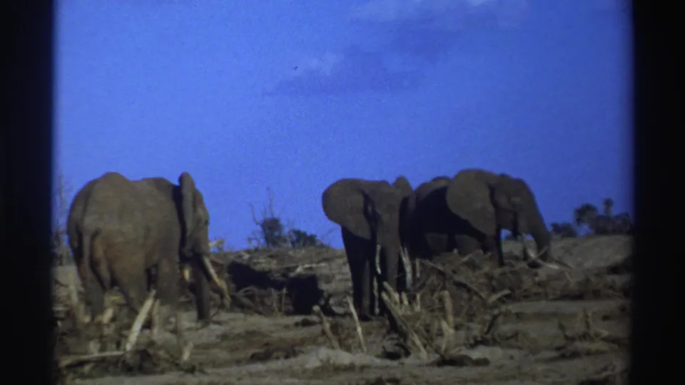 1969 South Africa 8mm frame with elephants standing and feeding near fallen wood in sparse savanna habitat.