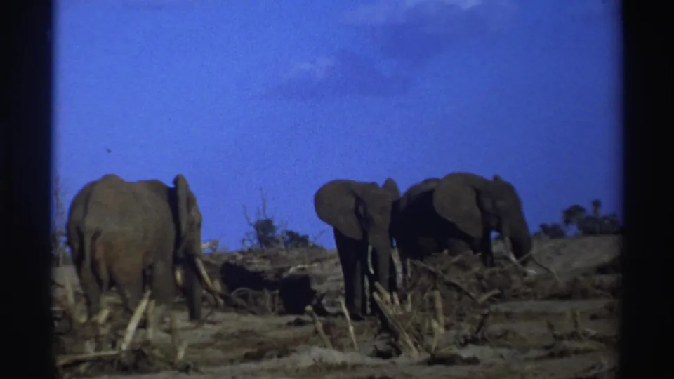 1969 South Africa wildlife frame showing a small elephant herd in dry open terrain with scattered brush.