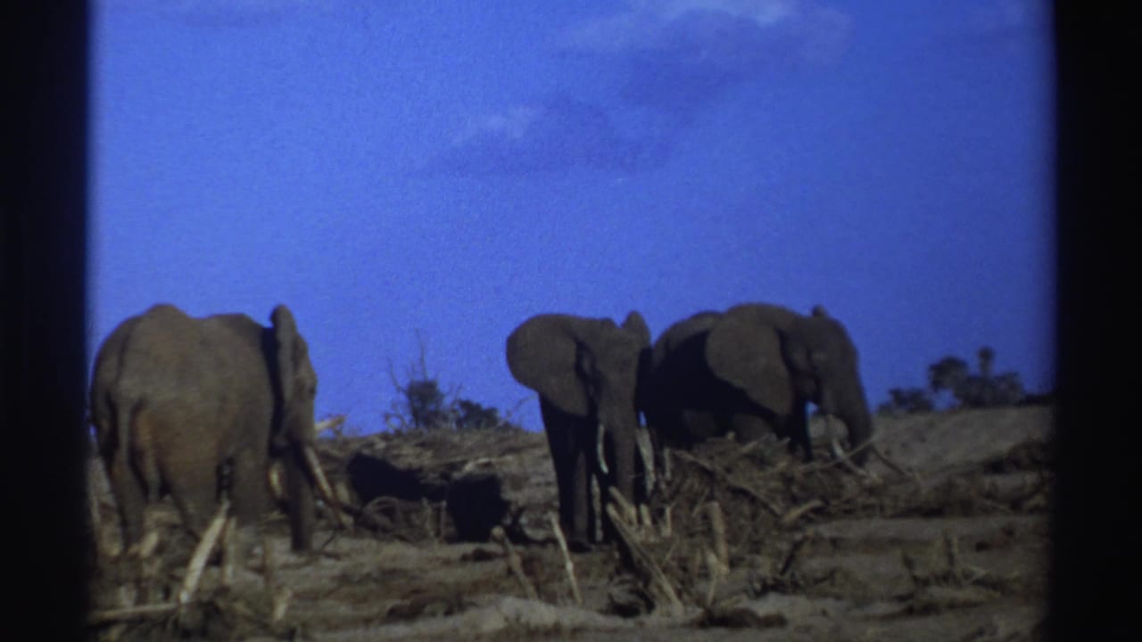 Three elephants stand on dry ground beneath a blue sky.