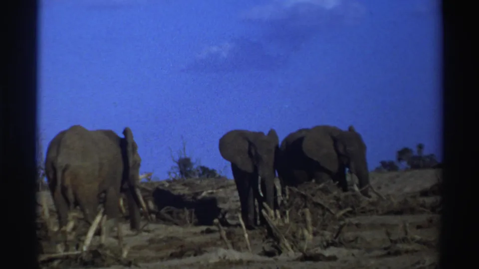 Three elephants with tusks appear in a dry South African park scene, framed by 8mm film edges and a blue sky.
