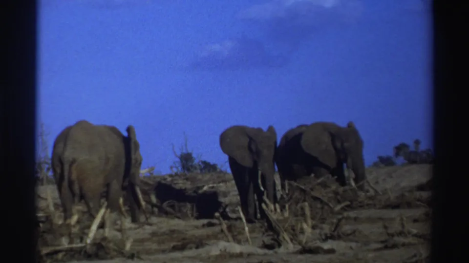 A visitor-shot 8mm frame shows three elephants in a dry South African wildlife park landscape with sparse shrubs.