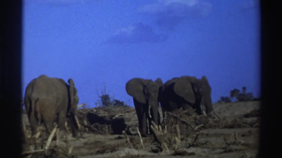Late-1960s 8mm South Africa wildlife footage shows three elephants among branches and dry earth beneath a clear sky.