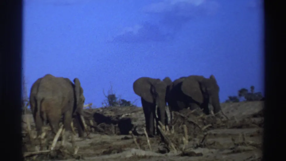 1969 South Africa 8mm frame showing three elephants on dry open ground with brush, branches, tusks, and blue sky visible.