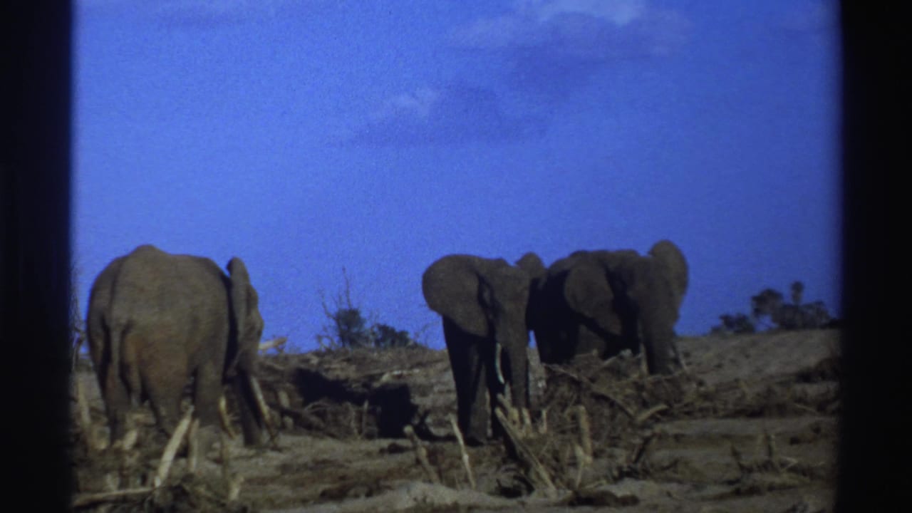Elephants grouped on dry ground with brush and a bright blue sky behind them.