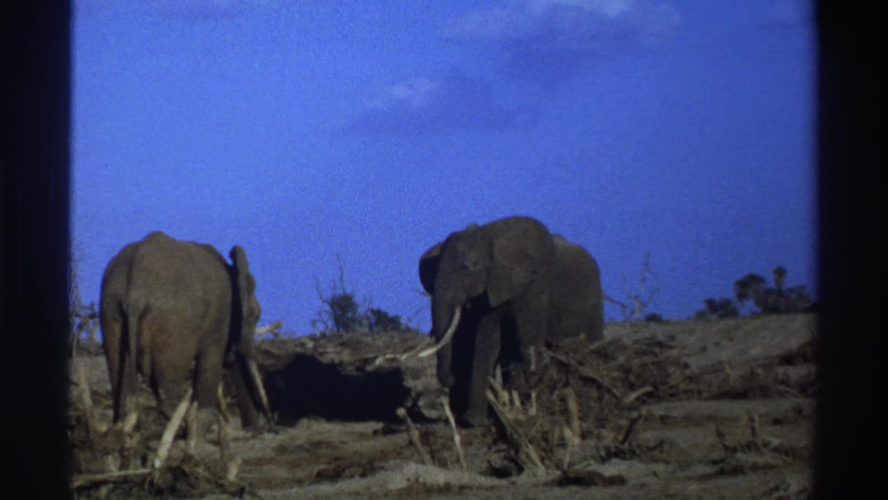 1969 South Africa 8mm frame showing elephants in a dry open field, with one facing away and another near brush under blue sky.