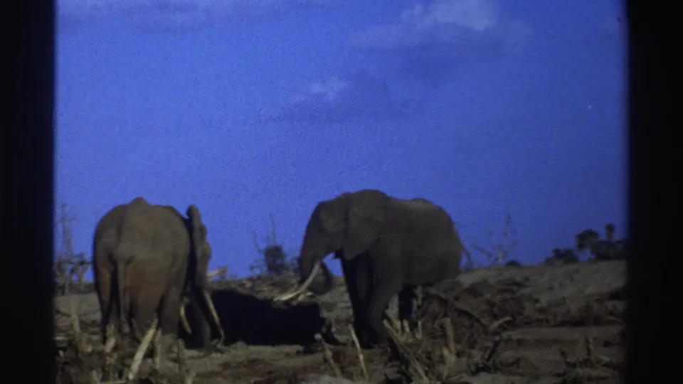 1969 South Africa 8mm frame of two elephants beside low brush and bare ground, with dark contact-sheet borders visible.
