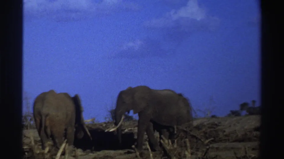 1969 South Africa 8mm frame showing elephants in dry terrain, with a blue sky, sparse vegetation, and visible film softness.