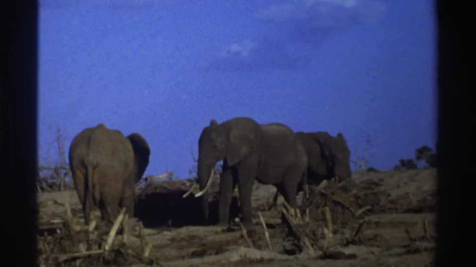1969 South Africa 8mm frame showing three elephants in an arid open field, including one with visible tusks near the center.