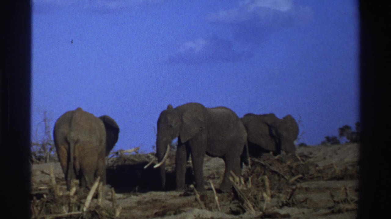 Three elephants stand in dry brush under a blue sky, with one tusked elephant near the center.