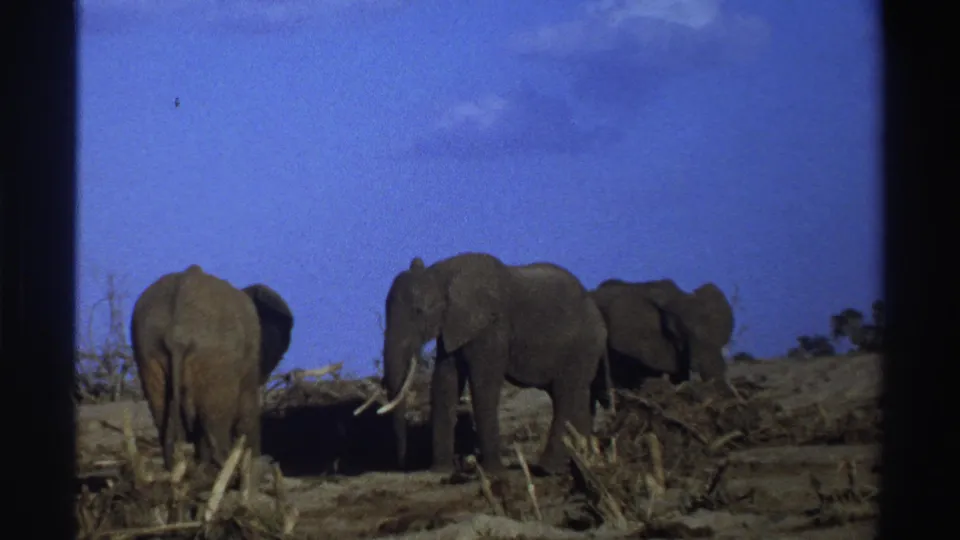 1969 South Africa 8mm frame showing three African elephants foraging in dry brush beneath a deep blue sky.