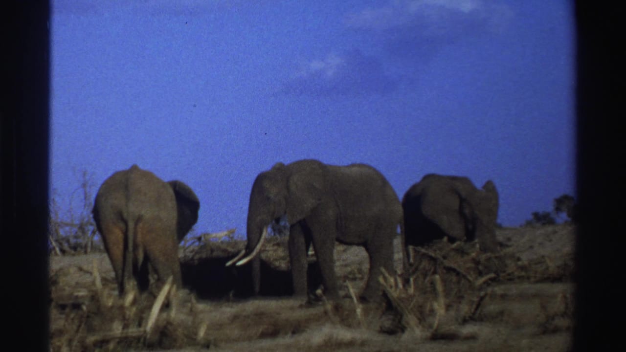 Three elephants move slowly across dry ground, including a tusked elephant near the center.