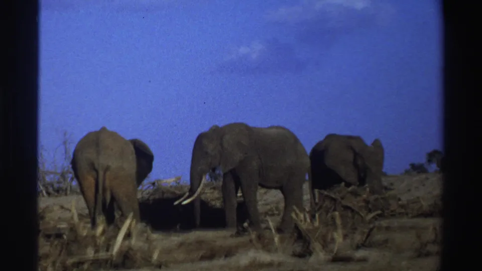 1969 South Africa 8mm frame of three African elephants moving through an arid grassland setting.