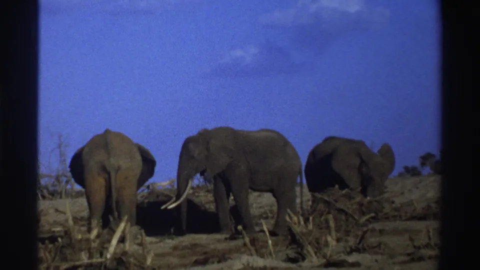 1969 South Africa 8mm frame showing three African elephants in dry brush, seen through dark frame borders.