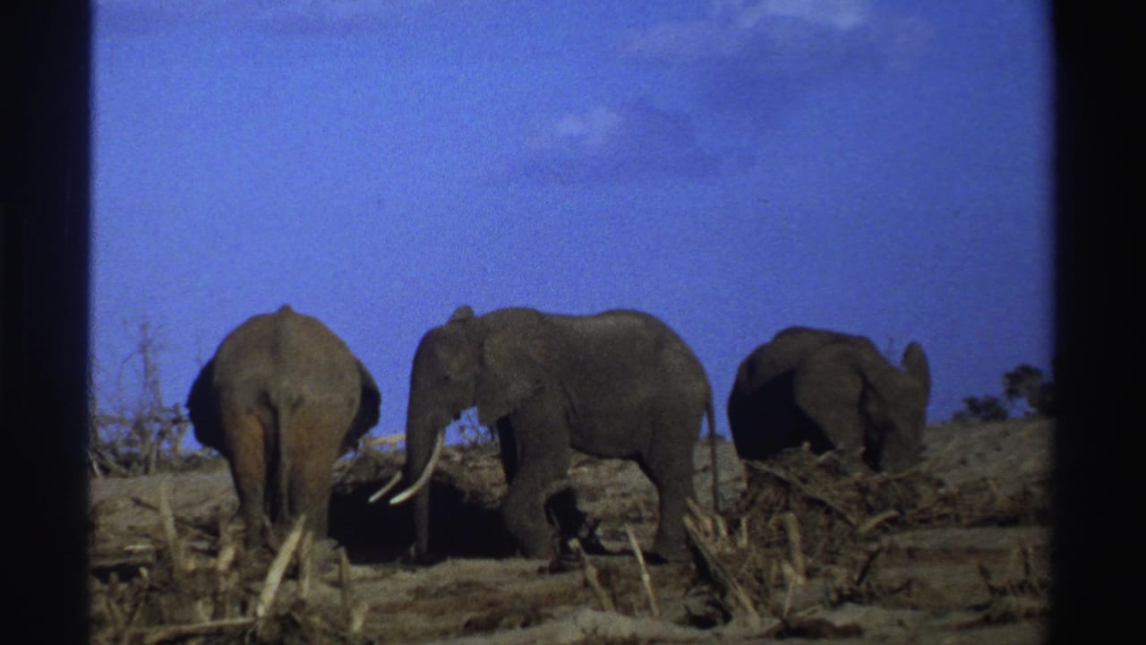 Three elephants on dry grassland beneath a blue sky, with one tusked elephant near center.