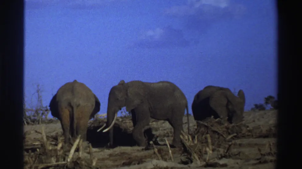 1969 South Africa 8mm frame showing three elephants in dry scrubland, including a tusked elephant under a deep blue sky.