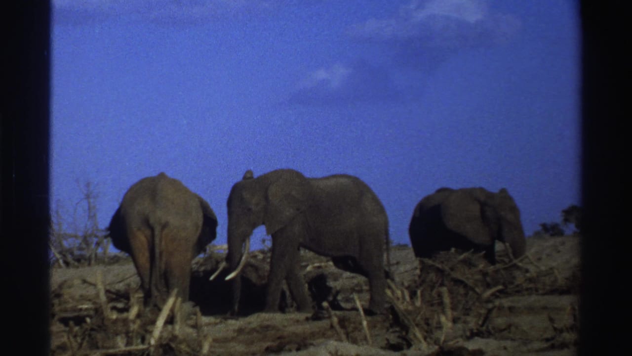 Three elephants move slowly across dry brush, framed by dark film borders and blue sky.