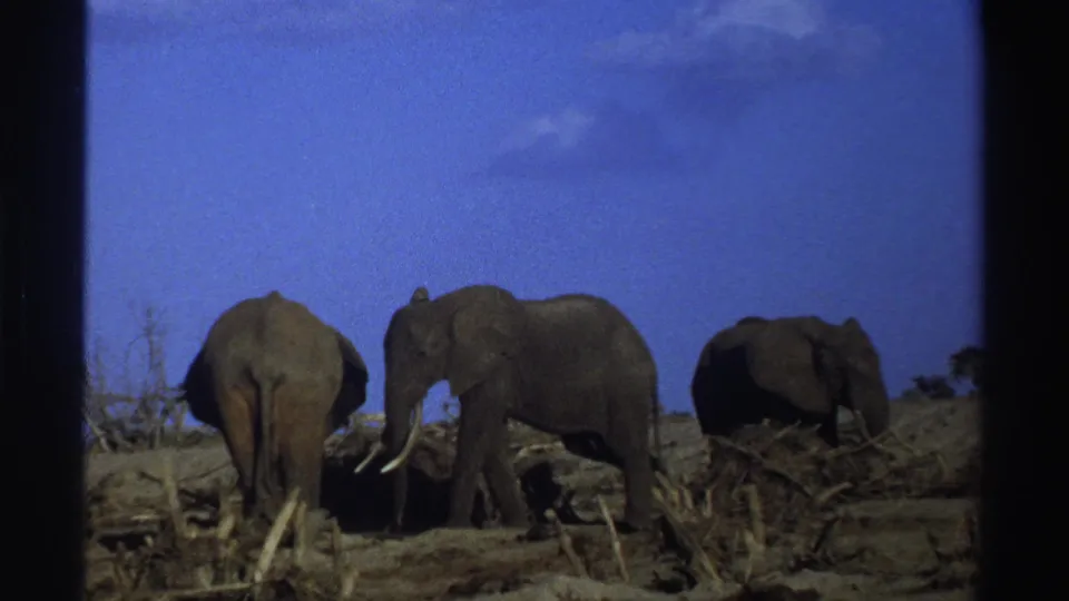 1969 South Africa home-movie frame with three elephants crossing sparse dry terrain, one showing prominent tusks.