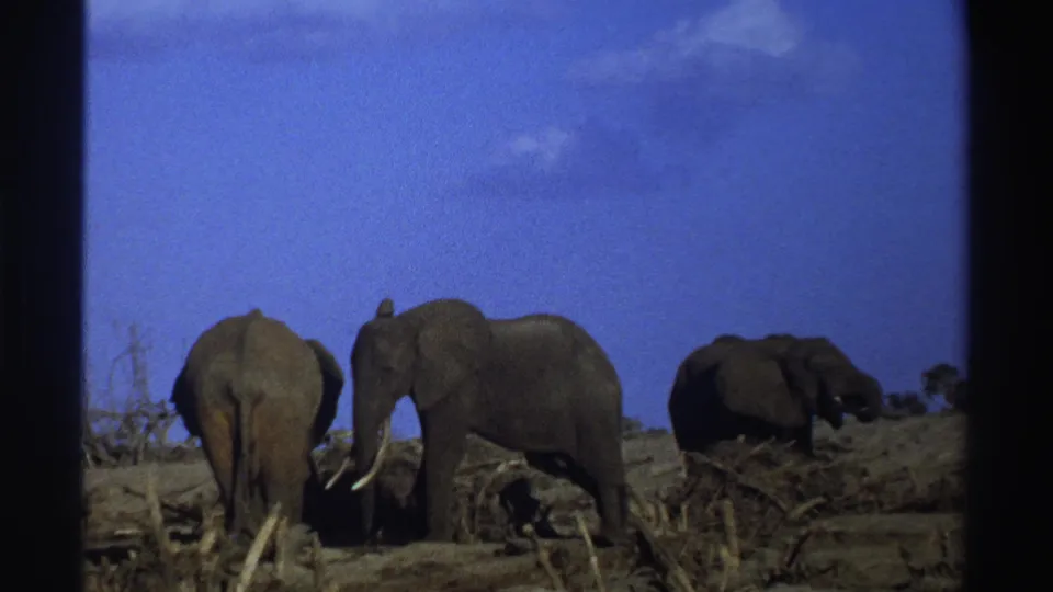 1969 South Africa 8mm still showing three elephants among fallen branches and scrub under a clear blue sky.