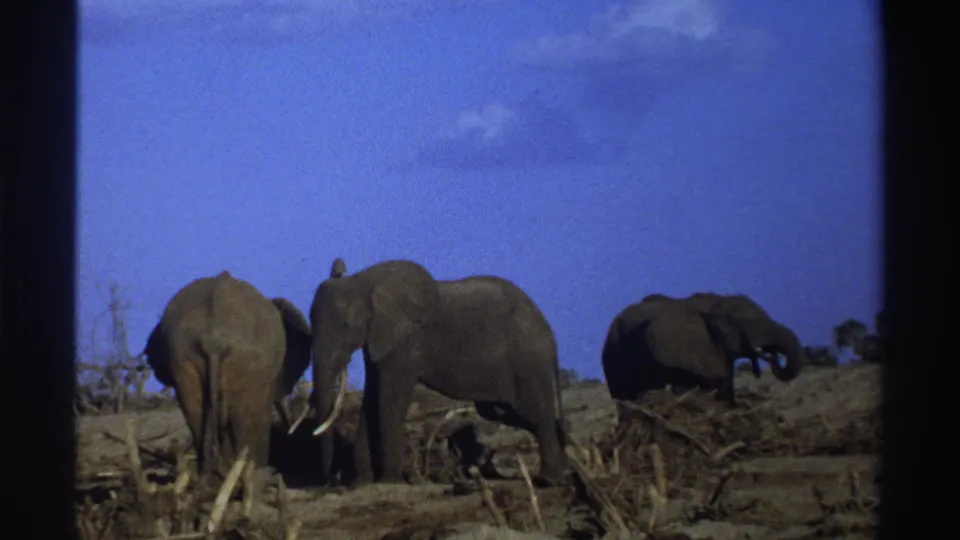 1969 South Africa 8mm frame of three elephants on arid grassland, including one at right raising its trunk.