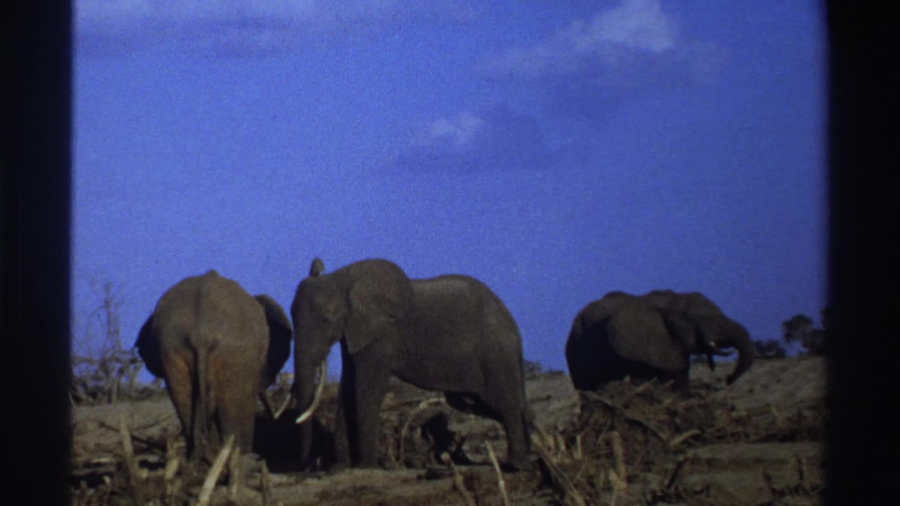 1969 South Africa 8mm frame showing three elephants in dry open terrain under a saturated blue sky.