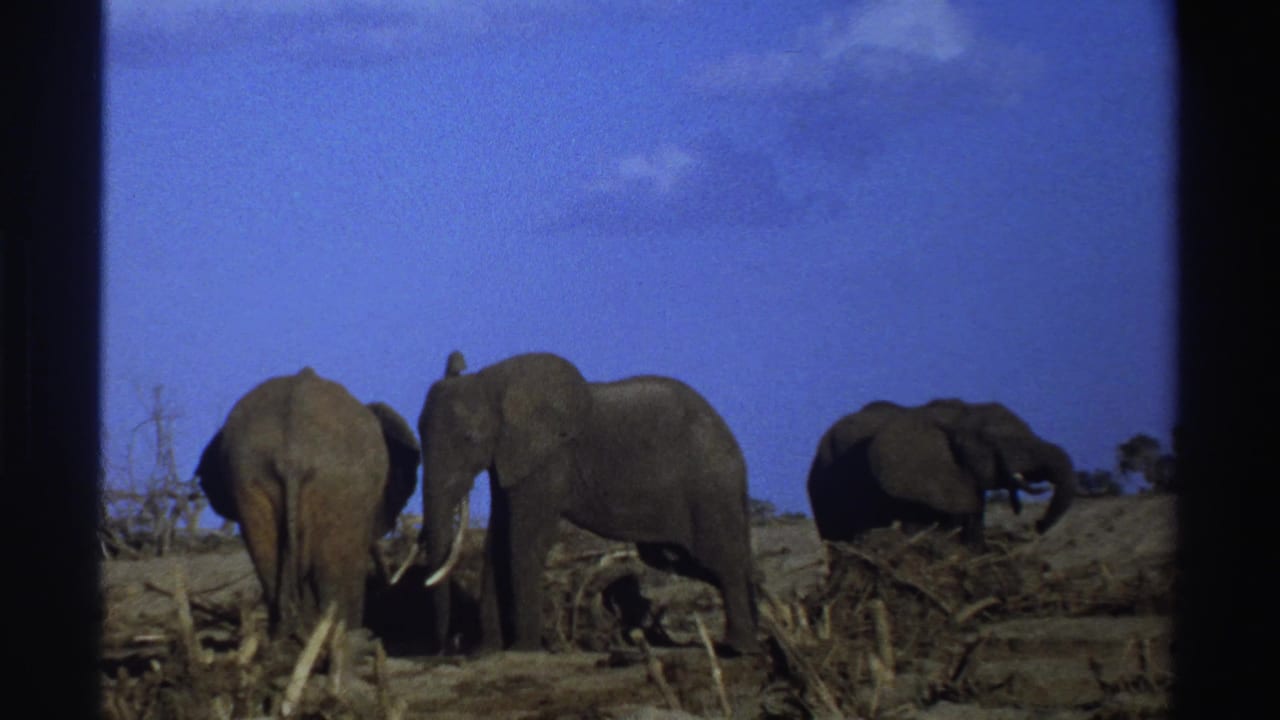 Three elephants remain grouped near sparse brush in open dry terrain.