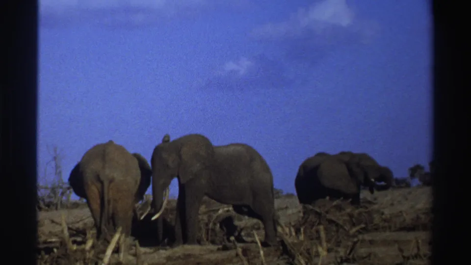 Vintage 8mm wildlife frame of elephants standing in dry South African terrain beside scattered branches.