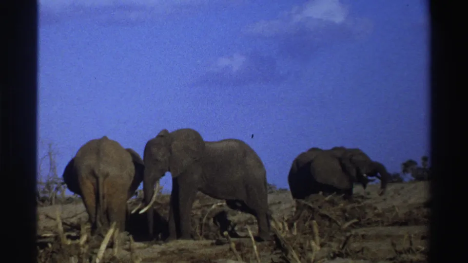 1969 South Africa home-movie frame showing three elephants spread across dry terrain below a vivid blue sky.