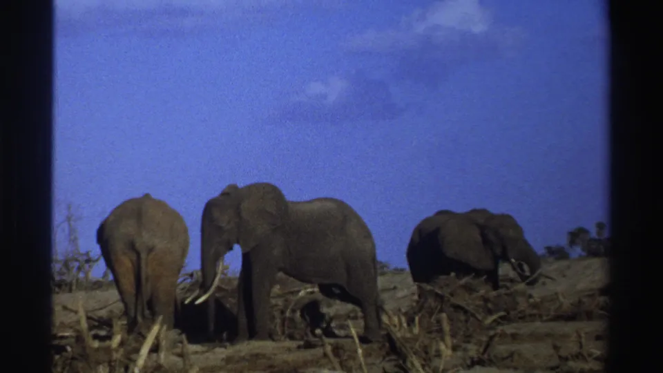 1969 South Africa 8mm frame showing three elephants in a dry savanna, with one tusked elephant near the center.