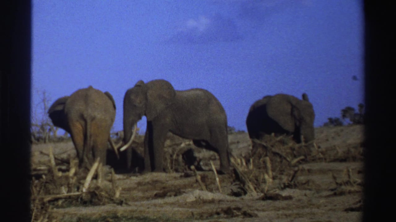 Three elephants on dry ground with sparse vegetation and a blue sky.