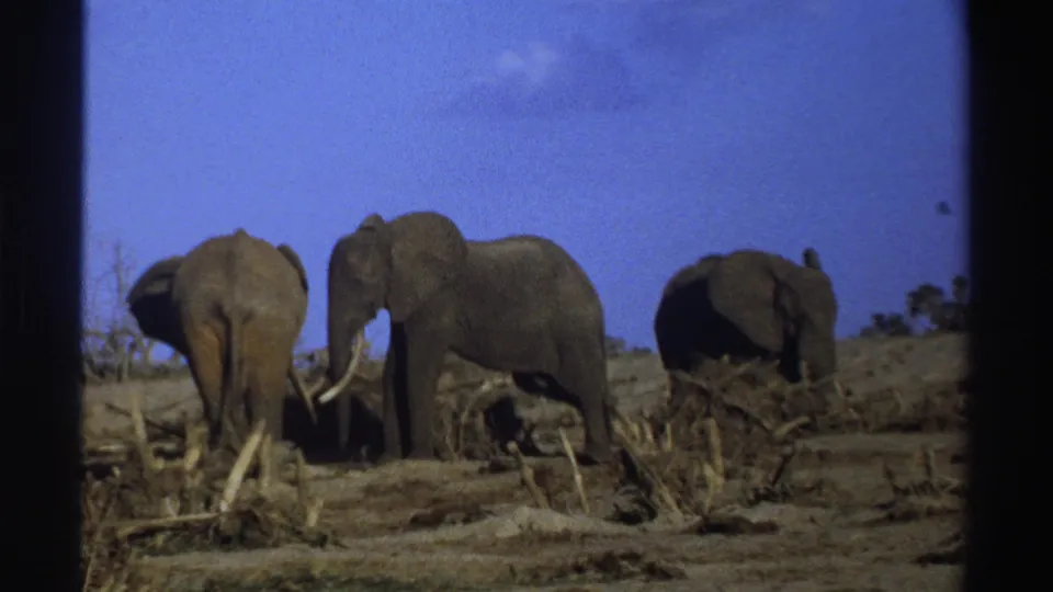 1969 South Africa 8mm frame with three elephants grouped in a dry savanna landscape, including a tusked animal facing sideways.